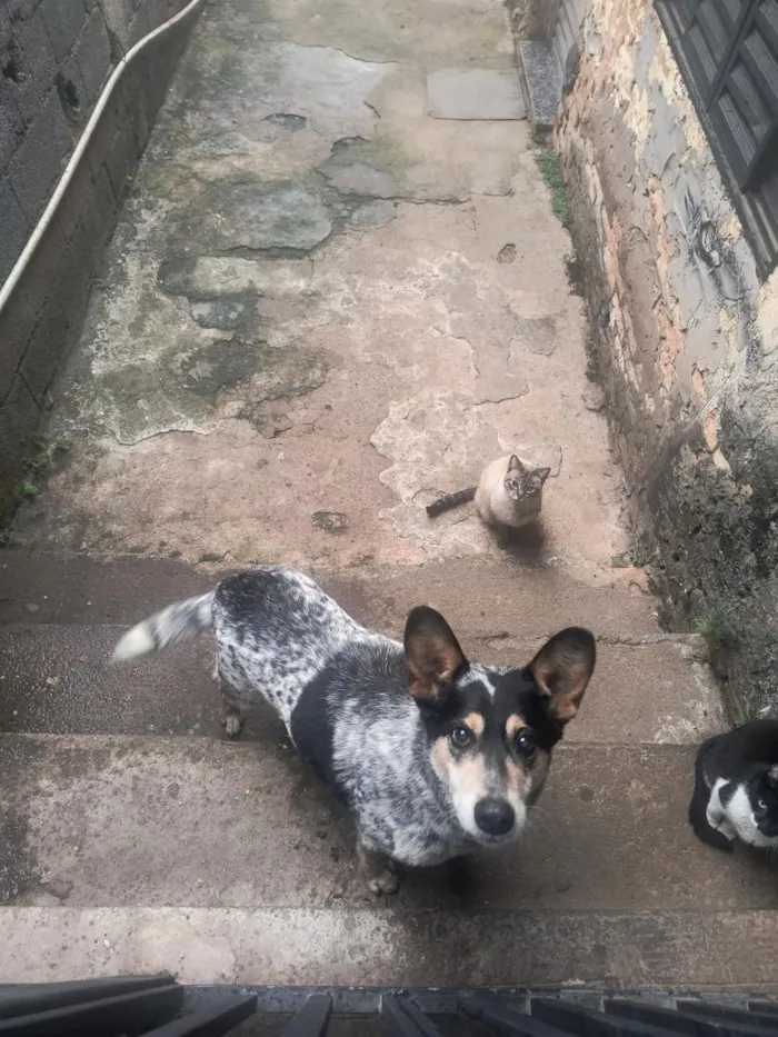 Cachorro raça SRD-ViraLata idade 6 ou mais anos nome Spike