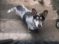 Spike