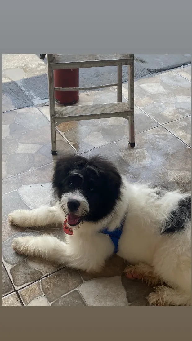 Cachorro raça SRD-ViraLata idade 1 ano nome Panda