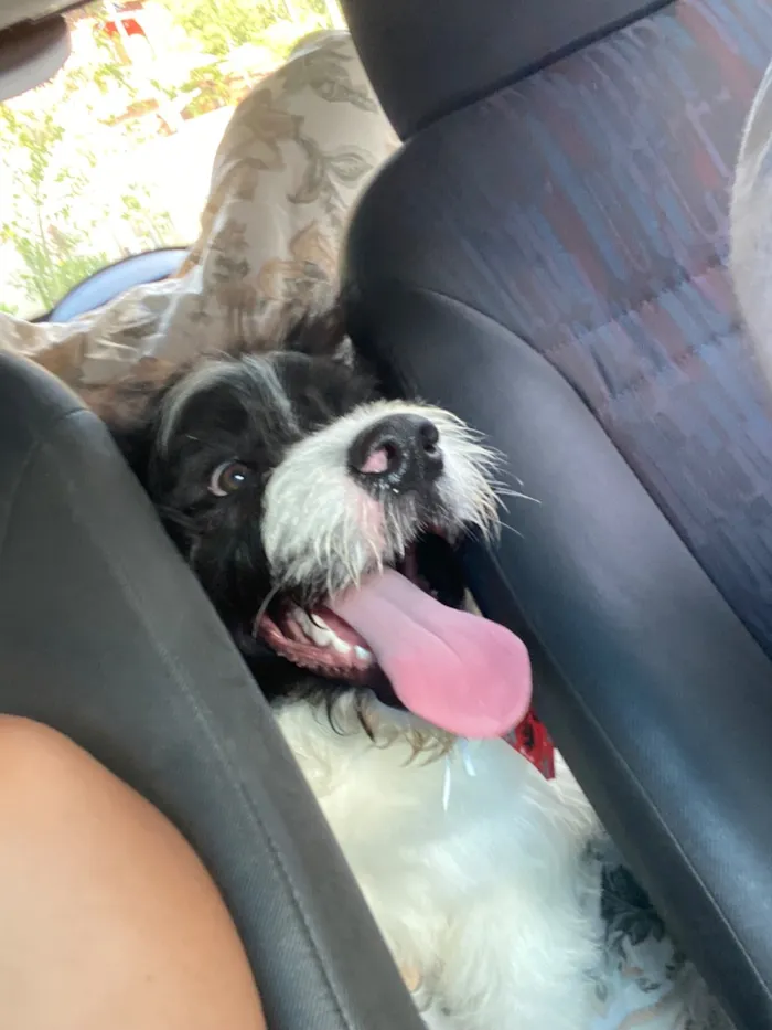 Cachorro raça SRD-ViraLata idade 1 ano nome Panda