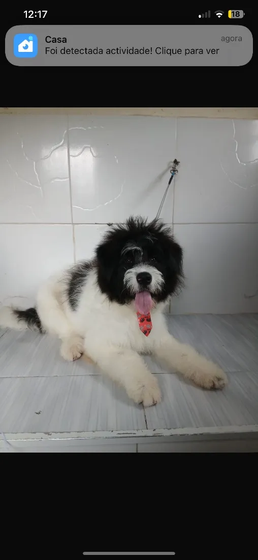 Cachorro raça SRD-ViraLata idade 1 ano nome Panda