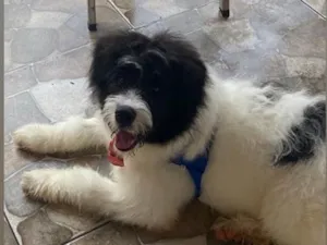 Cachorro raça SRD-ViraLata idade 1 ano nome Panda
