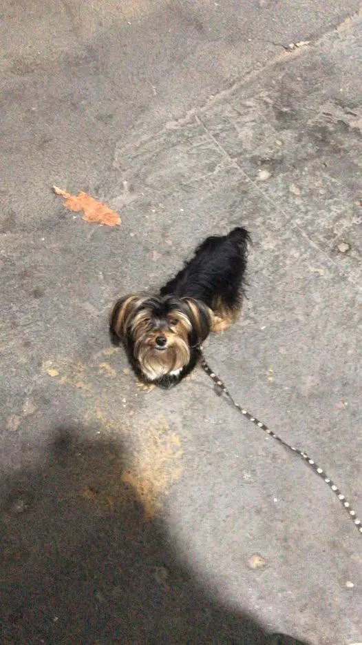 Cachorro raça SRD-ViraLata idade 6 ou mais anos nome nino