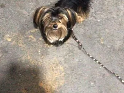 Cachorro raça SRD-ViraLata idade 6 ou mais anos nome nino