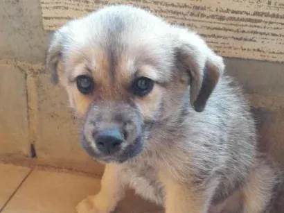 Cachorro raça SRD-ViraLata idade 2 a 6 meses nome chamo por luk