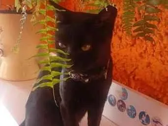 Gato raça SRD-ViraLata idade 2 anos nome Theo