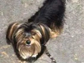 Cachorro raça SRD-ViraLata idade 6 ou mais anos nome nino