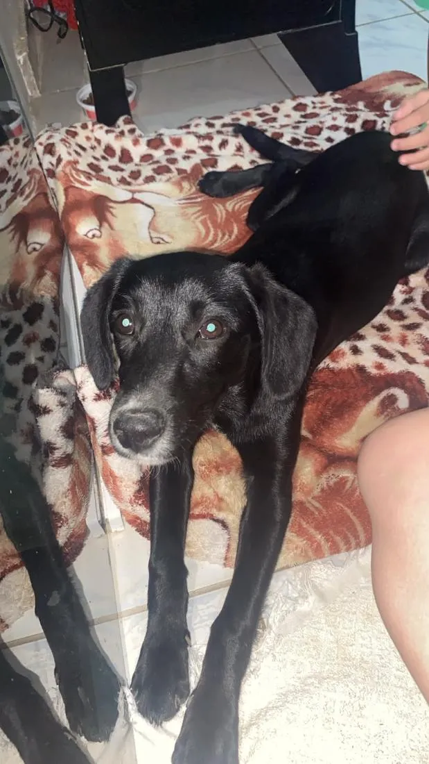 Cachorro raça SRD-ViraLata idade 2 a 6 meses nome loli