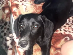 Cachorro raça SRD-ViraLata idade 2 a 6 meses nome loli