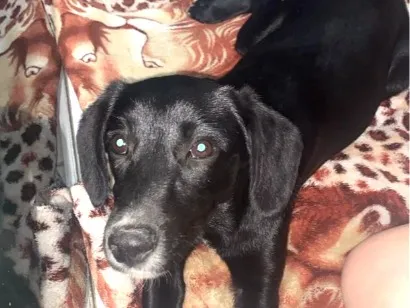Cachorro raça SRD-ViraLata idade 2 a 6 meses nome loli