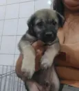 León 