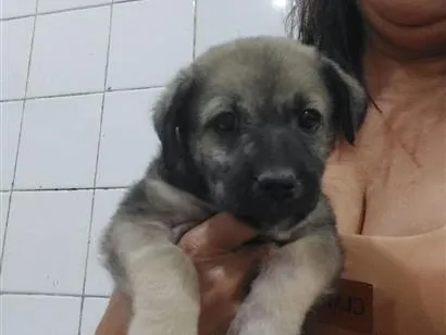 Cachorro raça SRD-ViraLata idade Abaixo de 2 meses nome León 