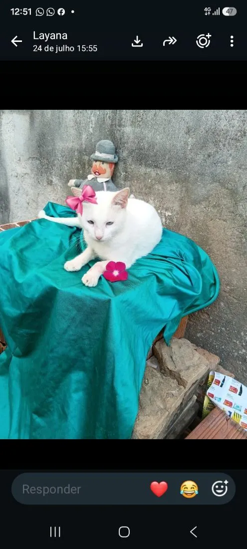 Gato raça SRD-ViraLata idade 2 a 6 meses nome amorica 