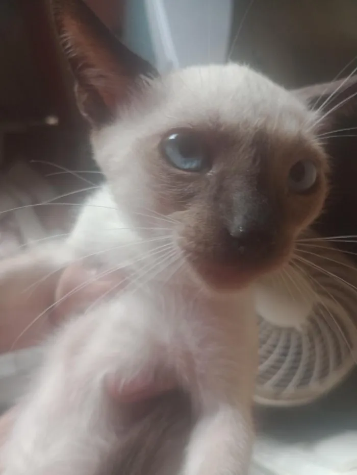Gato raça Siamês idade 2 a 6 meses nome  Laís 