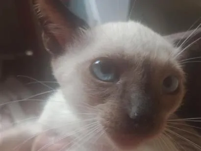 Gato raça Siamês idade 2 a 6 meses nome  Laís 
