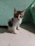 peludinha 