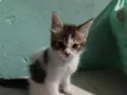 peludinha 