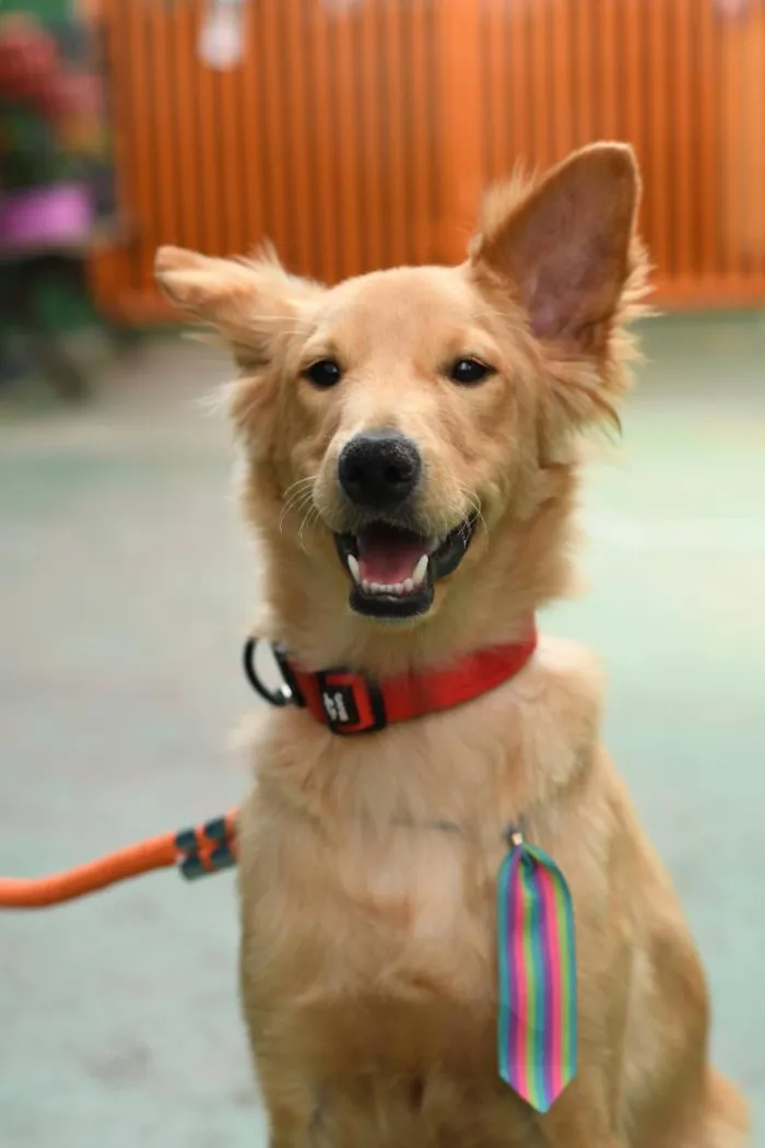 Cachorro raça SRD-ViraLata idade 1 ano nome ZECA 