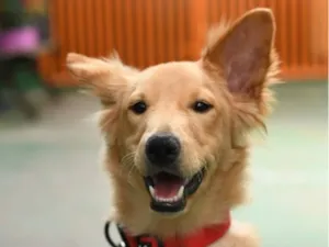 Cachorro raça SRD-ViraLata idade 1 ano nome ZECA 