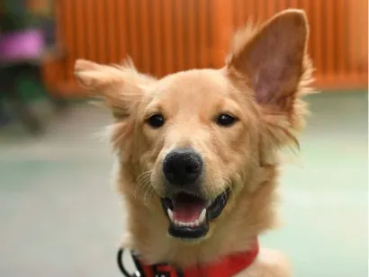 Cachorro raça SRD-ViraLata idade 1 ano nome ZECA 