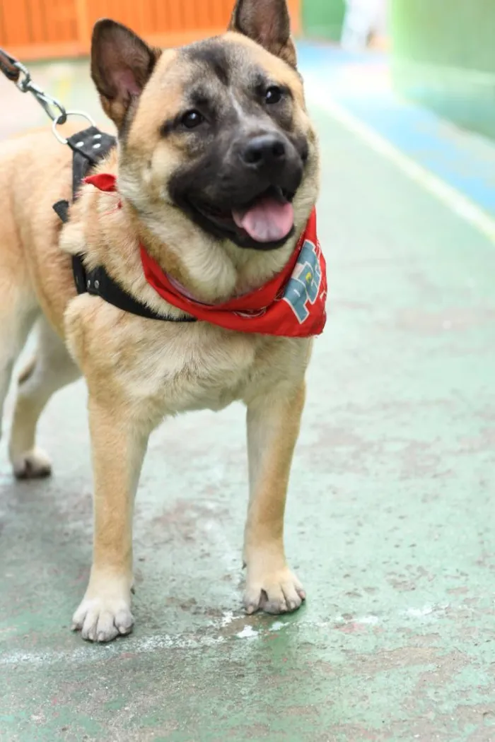 Cachorro raça SRD-ViraLata idade 6 ou mais anos nome Sol 