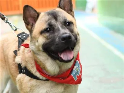 Cachorro raça SRD-ViraLata idade 6 ou mais anos nome Sol 