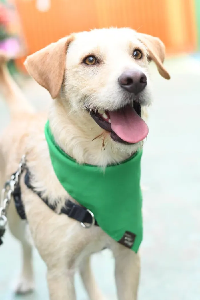 Cachorro raça SRD-ViraLata idade 2 anos nome Belo