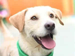 Cachorro raça SRD-ViraLata idade 2 anos nome Belo