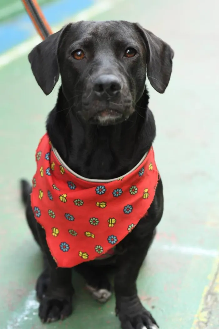 Cachorro raça SRD-ViraLata idade 1 ano nome Cristal 