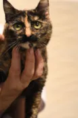 Bibi 