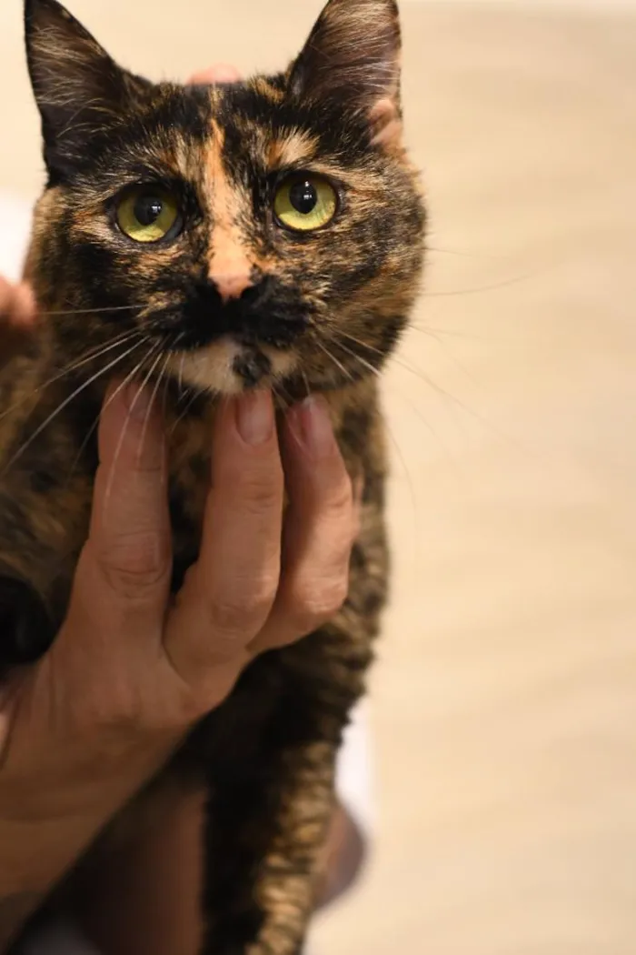 Gato raça SRD-ViraLata idade 2 anos nome Bibi 