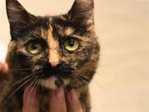Gato raça SRD-ViraLata idade 2 anos nome Bibi 