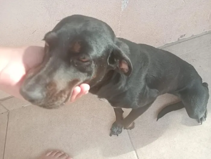 Cachorro raça SRD-ViraLata idade 3 anos nome Chorona