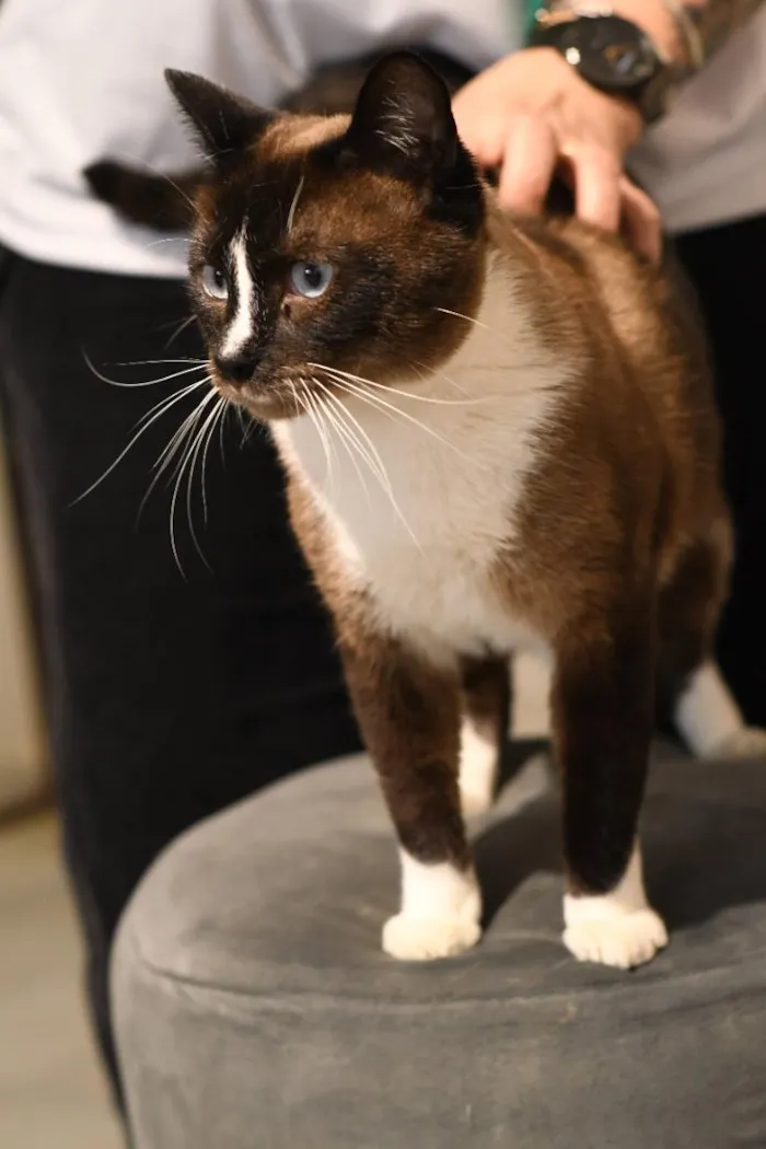 Gato raça SRD-ViraLata idade 1 ano nome Valentim 