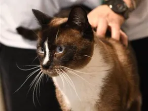 Gato raça SRD-ViraLata idade 1 ano nome Valentim 
