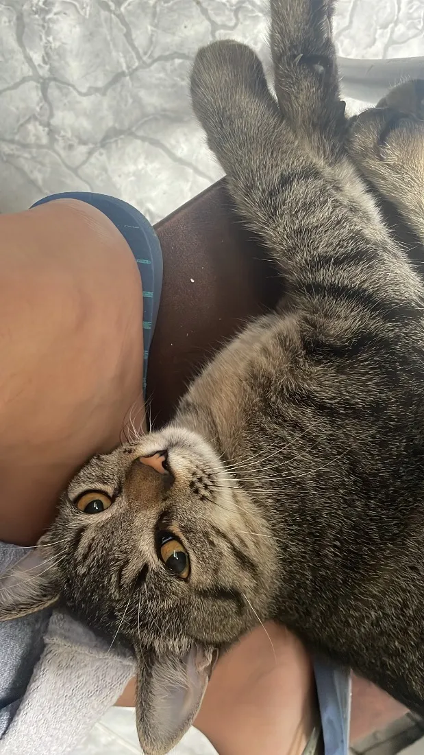 Gato raça SRD-ViraLata idade 2 a 6 meses nome Jorginho 