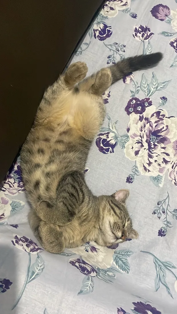 Gato raça SRD-ViraLata idade 2 a 6 meses nome Jorginho 