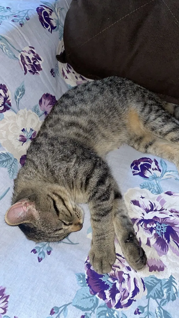 Gato raça SRD-ViraLata idade 2 a 6 meses nome Jorginho 