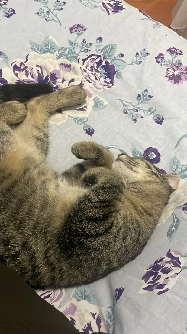 Gato raça SRD-ViraLata idade 2 a 6 meses nome Jorginho 