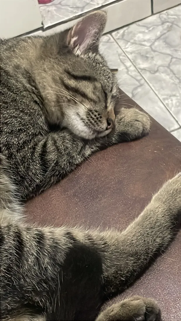Gato raça SRD-ViraLata idade 2 a 6 meses nome Jorginho 