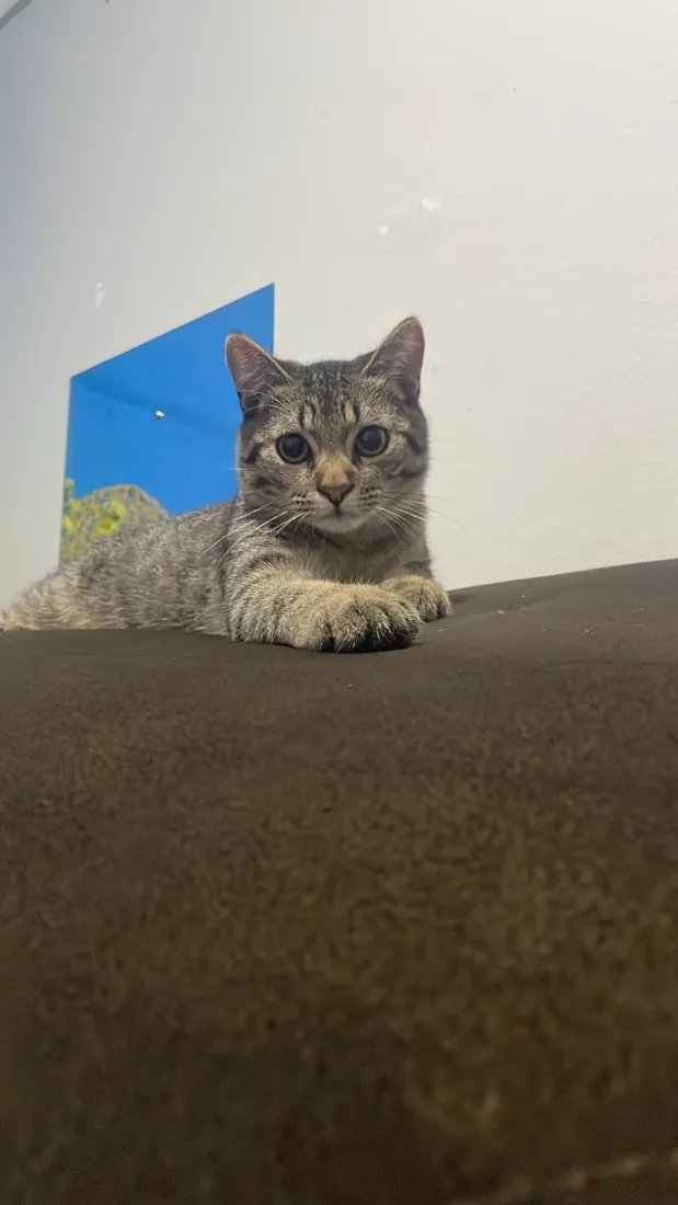Gato raça SRD-ViraLata idade 2 a 6 meses nome Jorginho 