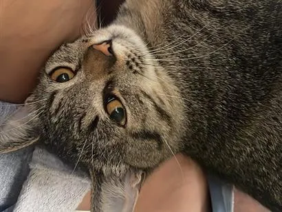Gato raça SRD-ViraLata idade 2 a 6 meses nome Jorginho 