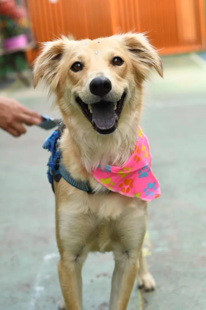 Cachorro raça SRD-ViraLata idade 2 anos nome Antonella 