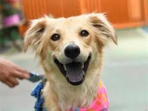 Cachorro raça SRD-ViraLata idade 2 anos nome Antonella 