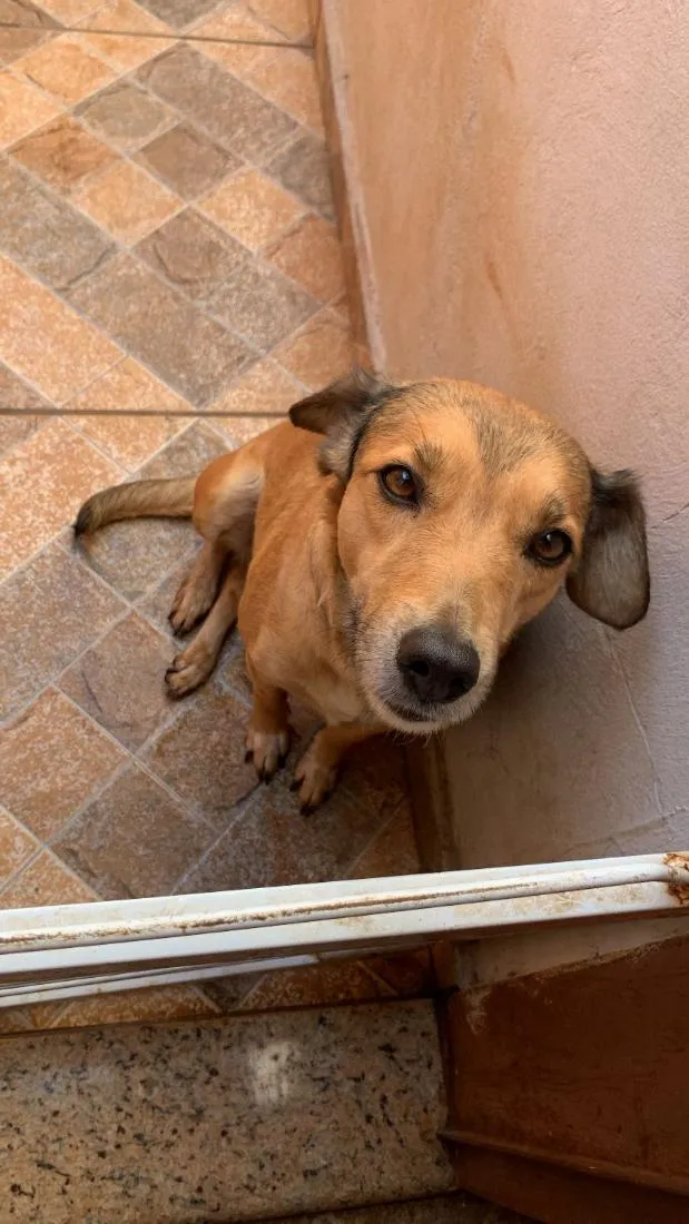 Cachorro raça SRD-ViraLata idade 4 anos nome Sharlote