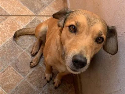 Cachorro raça SRD-ViraLata idade 4 anos nome Sharlote