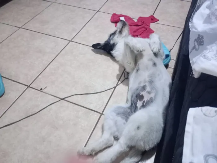 Cachorro raça SRD-ViraLata idade 5 anos nome Maggie