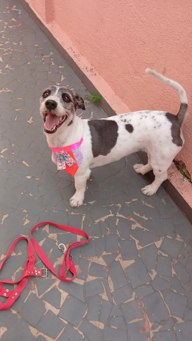 Cachorro raça SRD-ViraLata idade 5 anos nome Maggie