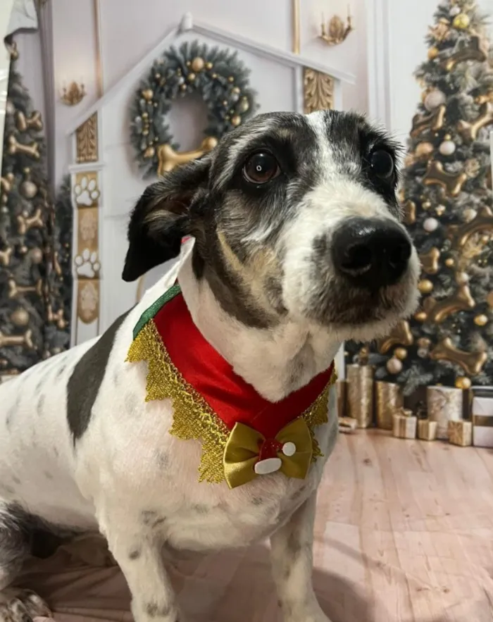 Cachorro raça SRD-ViraLata idade 5 anos nome Maggie