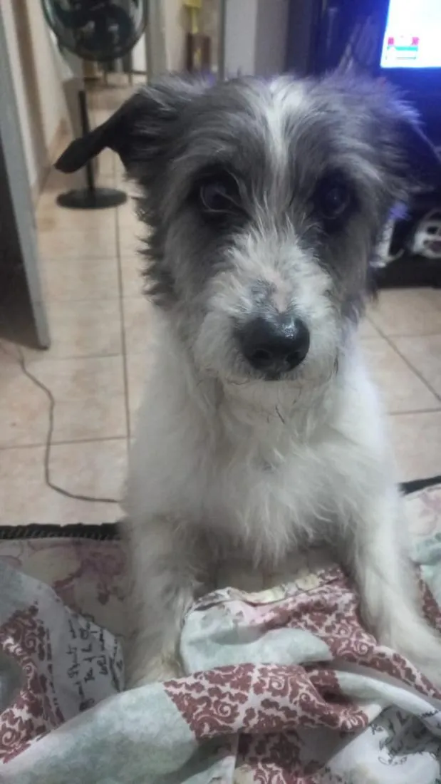Cachorro raça SRD-ViraLata idade 5 anos nome Maggie